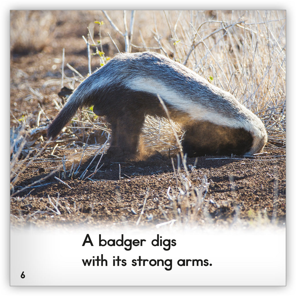 Honey Badgers (Interesting Animals) : Murray, Julie: : Books