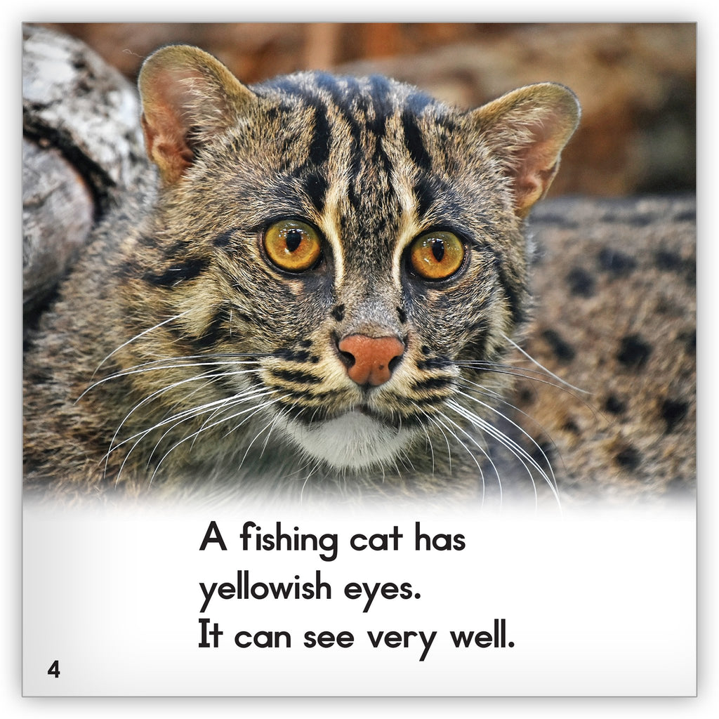 Have you even seen a cat catch fish with a net? #animals #frp #animals