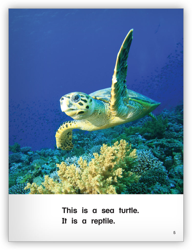 Sea Turtle - Zoozoo Animal World - Hameray Publishing