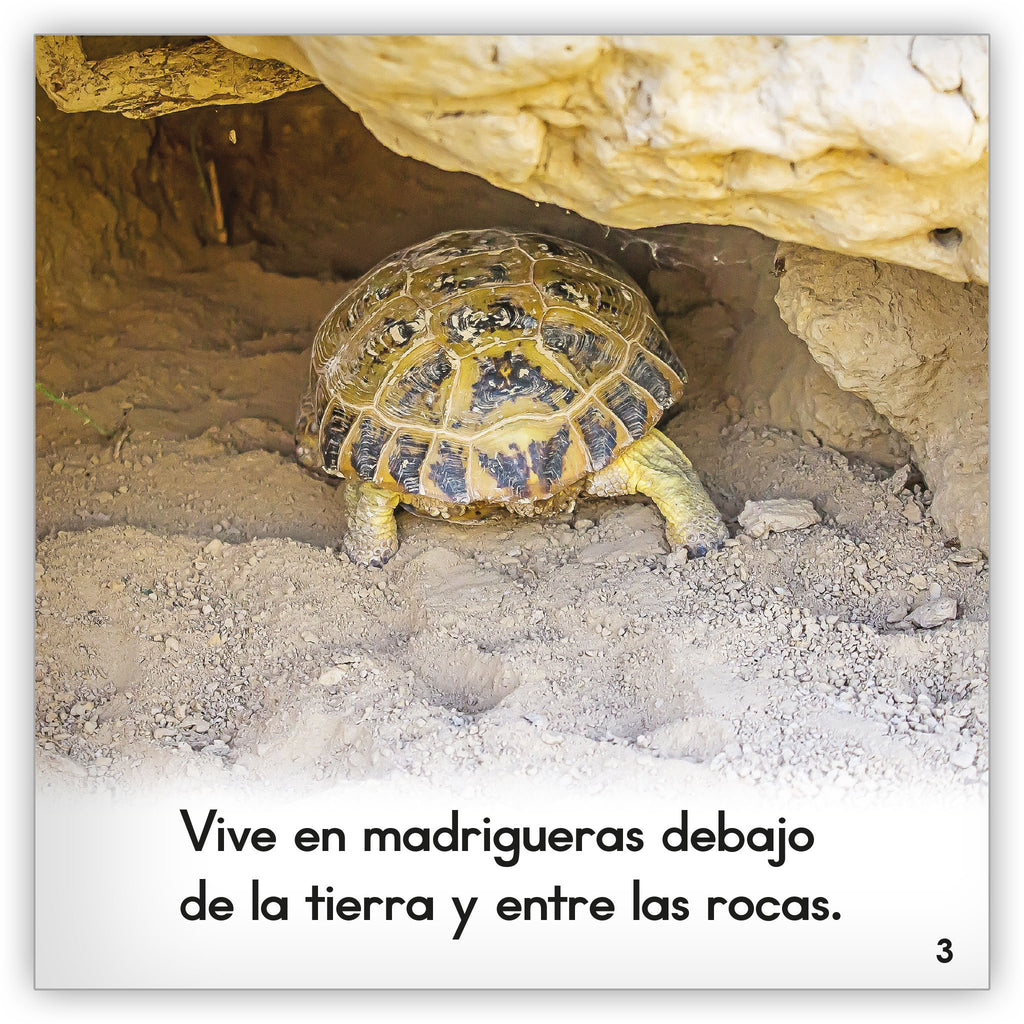 Turtle or Tortoise? - Fables & the Real World - Hameray Publishing