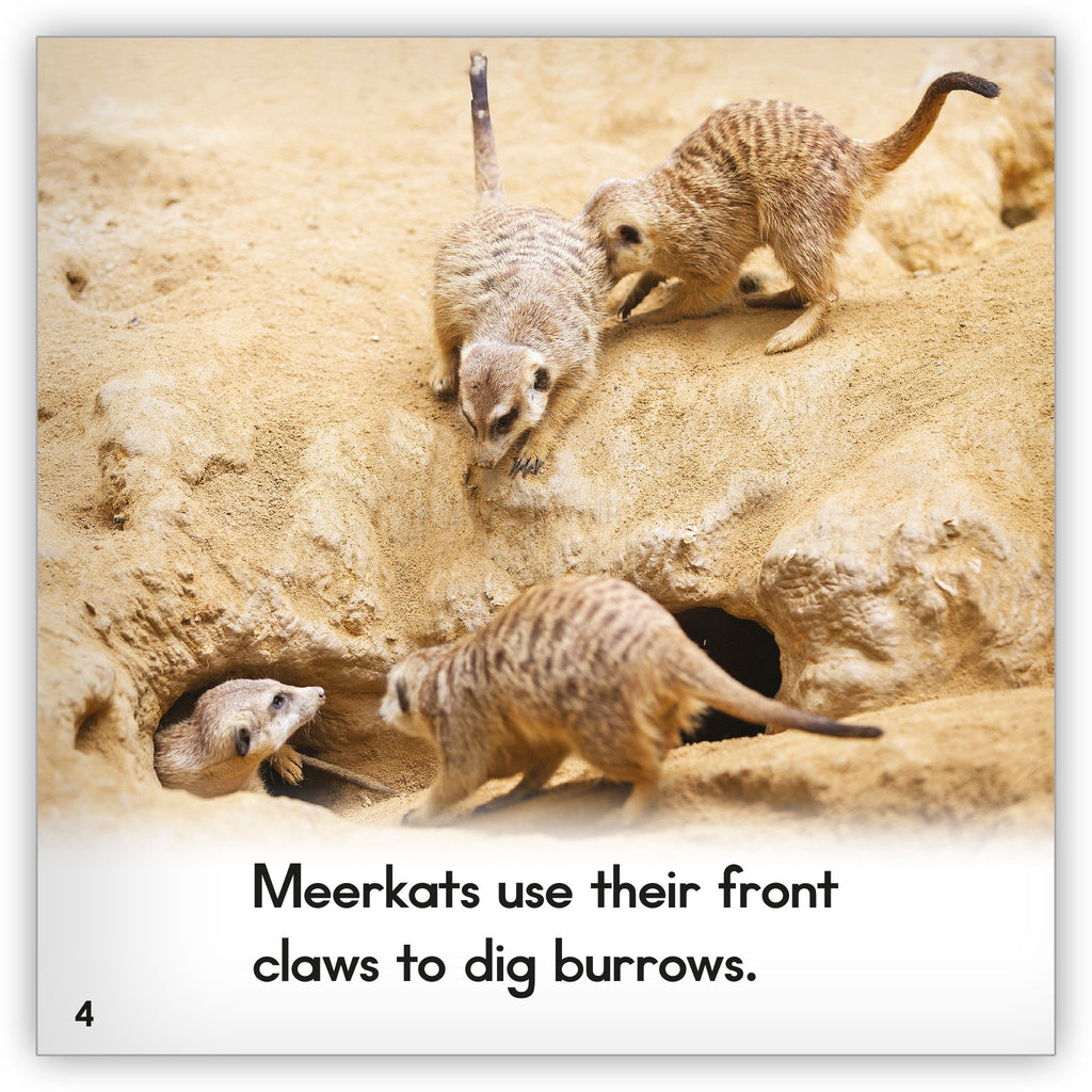 Meerkat Buttons & Pins - No Minimum Quantity