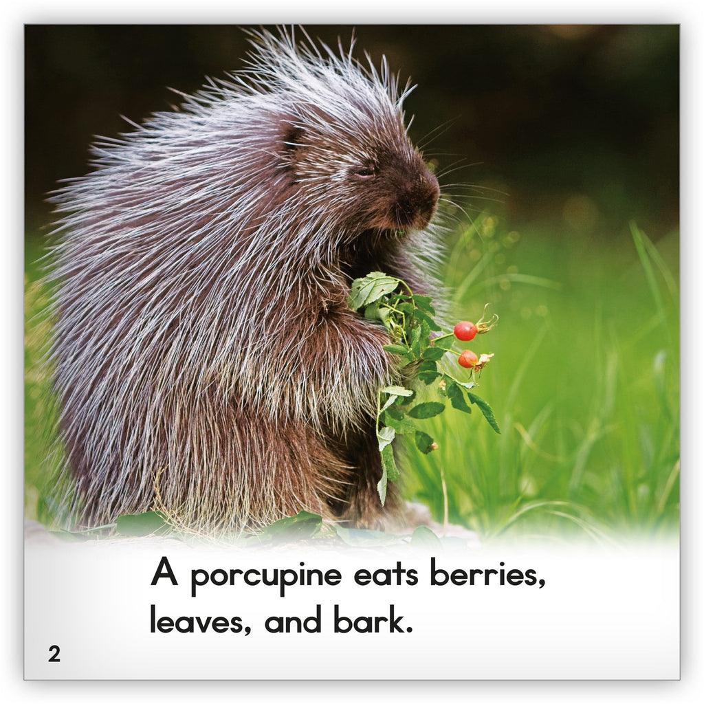 Welcome to the Wonderful World of Porcupine Teeth and Other