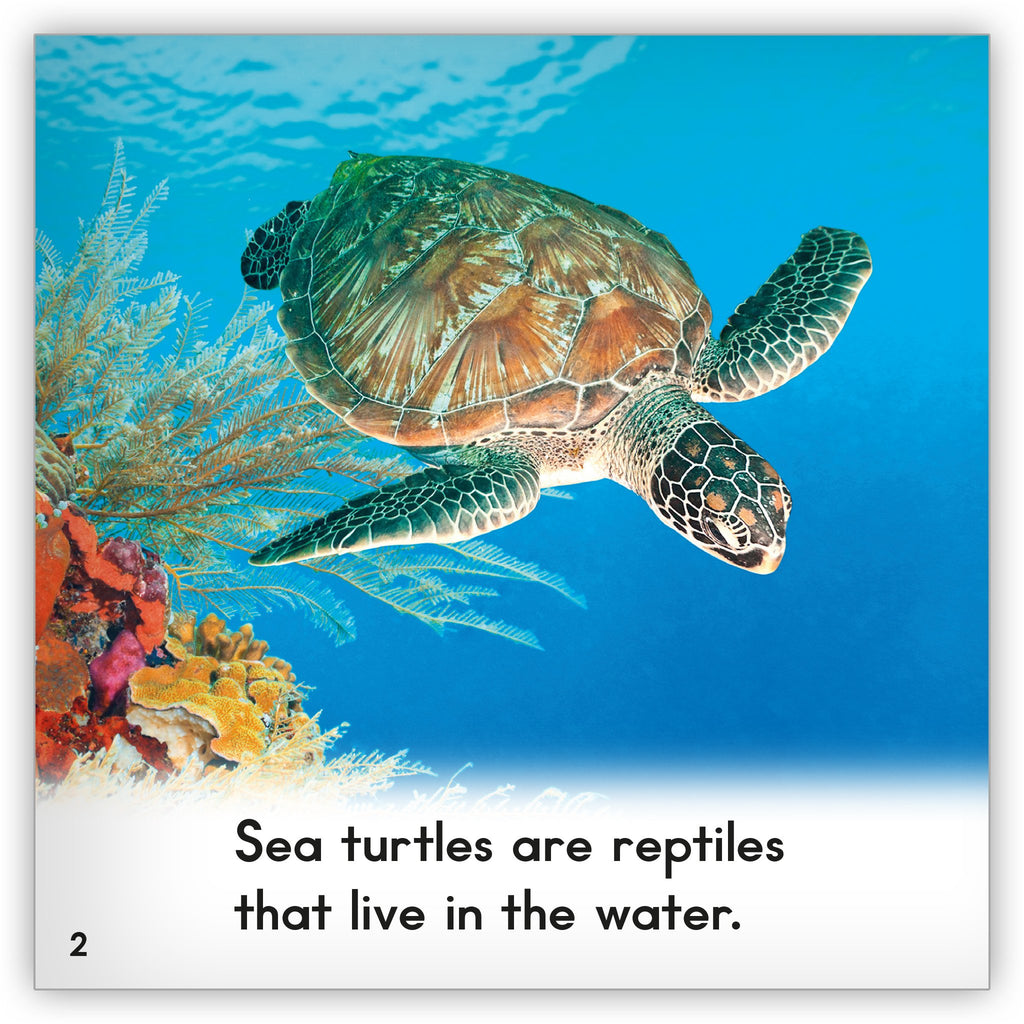 Sea Turtle - Zoozoo Animal World - Hameray Publishing