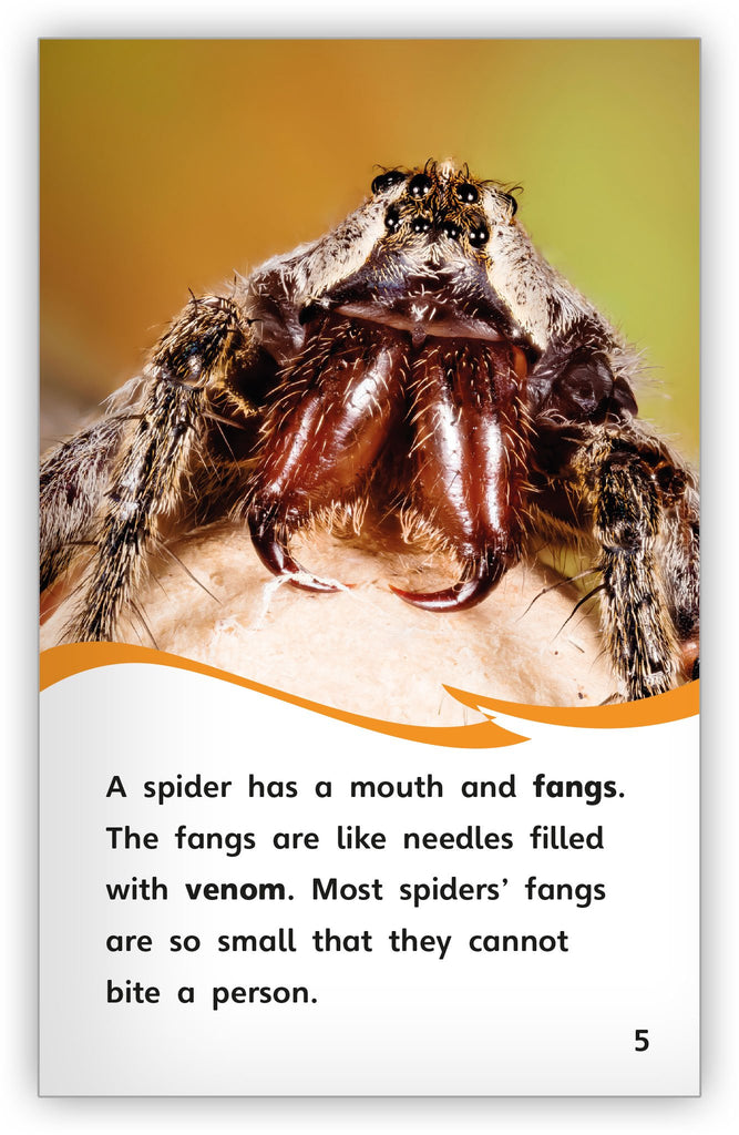 http://www.hameraypublishing.com/cdn/shop/products/spiders-1_1024x1024.jpg?v=1571876520