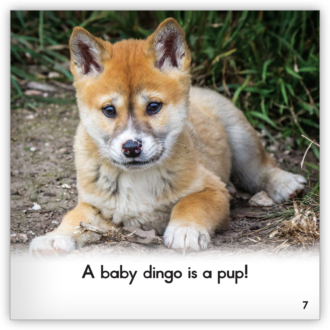 Dingo - Zoozoo Animal World - Hameray Publishing