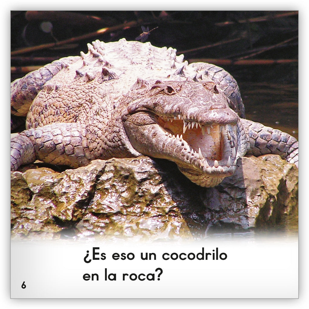 El cocodrilo - Zoozoo Mundo Animal - Hameray Publishing