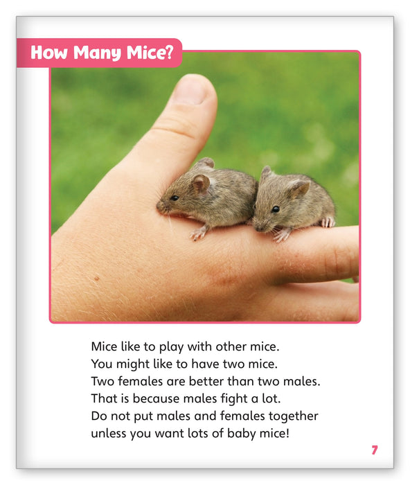 baby pet mice