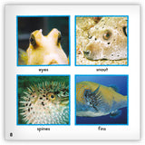 Puffer Fish Big Book