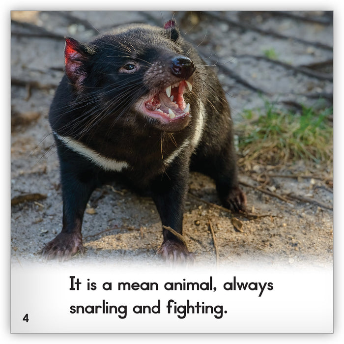 Tasmanian Devil - Animal Facts for Kids - Characteristics & Pictures