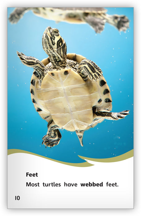 Sea Turtle - Zoozoo Animal World - Hameray Publishing